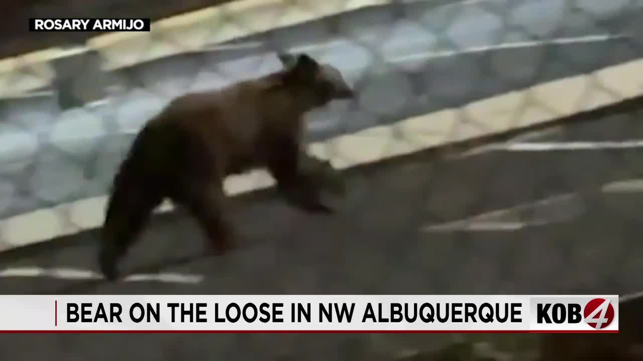 Shadow Games: An Urban Bear Hunt Unmasks Albuquerque’s Peculiar Priorities Shadow Games: An Urban Bear Hunt Unmasks Albuquerque’s Peculiar Priorities