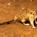 Luxury’s Underside: Hantavirus Outbreak Casts Ominous Shadow Over Global Cruise Industry Luxury’s Underside: Hantavirus Outbreak Casts Ominous Shadow Over Global Cruise Industry
