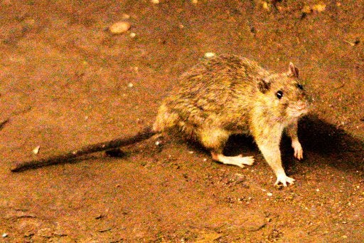 Luxury’s Underside: Hantavirus Outbreak Casts Ominous Shadow Over Global Cruise Industry Luxury’s Underside: Hantavirus Outbreak Casts Ominous Shadow Over Global Cruise Industry