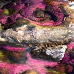 Colombia’s Technicolor River: A Shimmering Test of Peace and Profit Colombia’s Technicolor River: A Shimmering Test of Peace and Profit