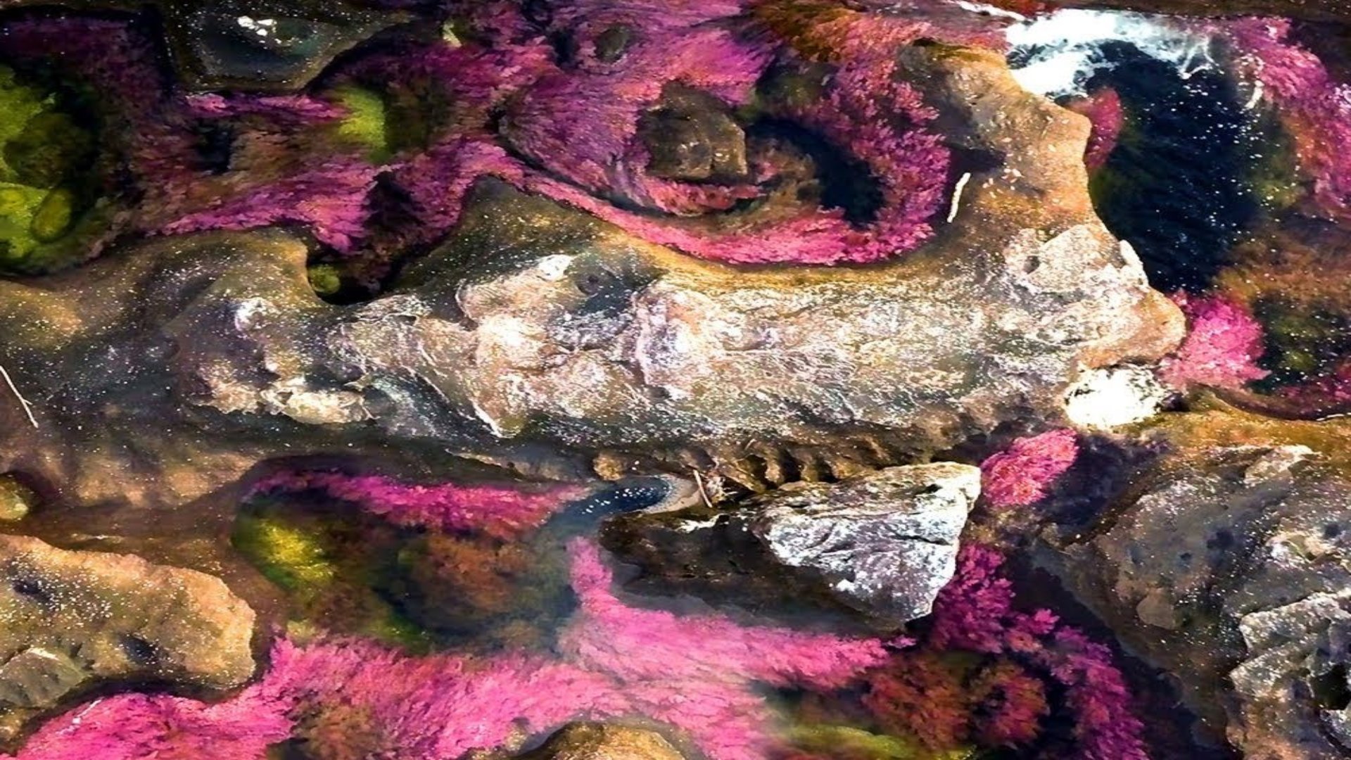 Colombia’s Technicolor River: A Shimmering Test of Peace and Profit
