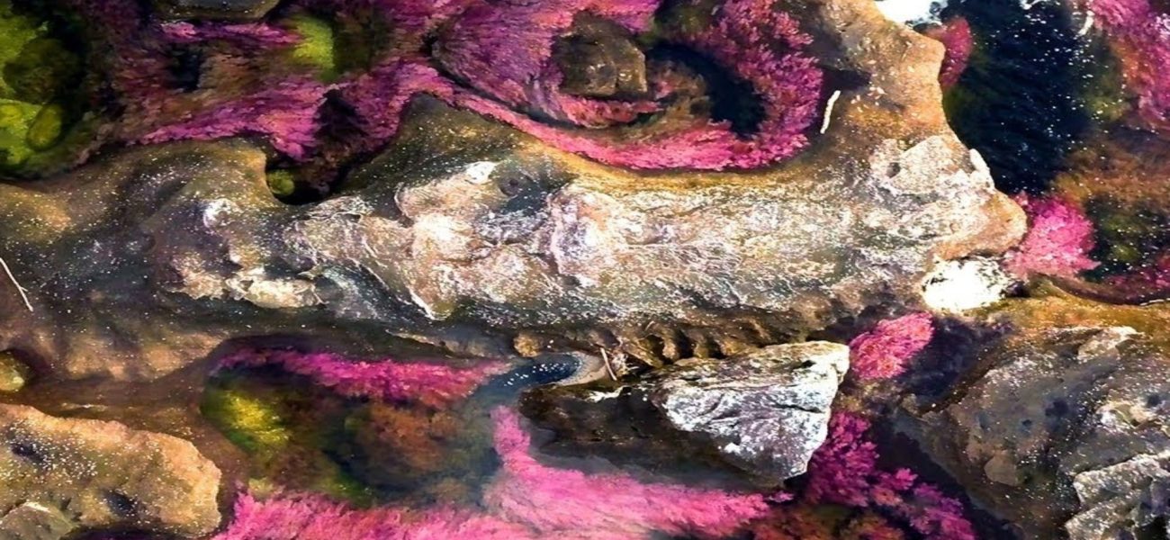 Colombia’s Bleeding River: A Post-Conflict Symphony in Stone and Color Colombia’s Bleeding River: A Post-Conflict Symphony in Stone and Color