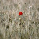 Afghanistan’s Bitter Harvest: Ideology, Opium, and the Bullet’s Final Say Afghanistan’s Bitter Harvest: Ideology, Opium, and the Bullet’s Final Say