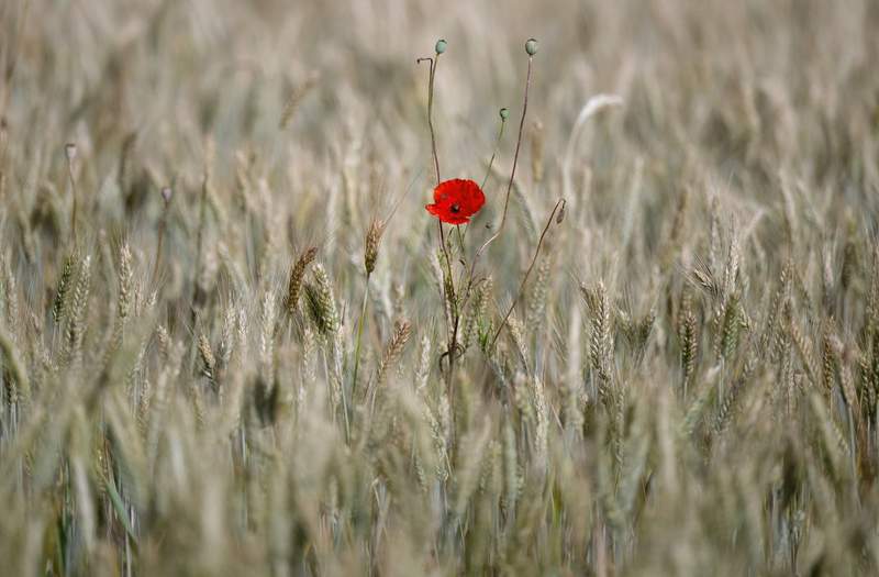 Afghanistan’s Bitter Harvest: Ideology, Opium, and the Bullet’s Final Say Afghanistan’s Bitter Harvest: Ideology, Opium, and the Bullet’s Final Say