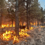 Inferno’s Shadow: New Mexico Fire, Born of Tragedy, Exposes Broader Climate Cracks Inferno’s Shadow: New Mexico Fire, Born of Tragedy, Exposes Broader Climate Cracks