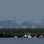 Venice’s Blush Brigade: Flamingos Signal a Fleeting Victory in a Sinking City
