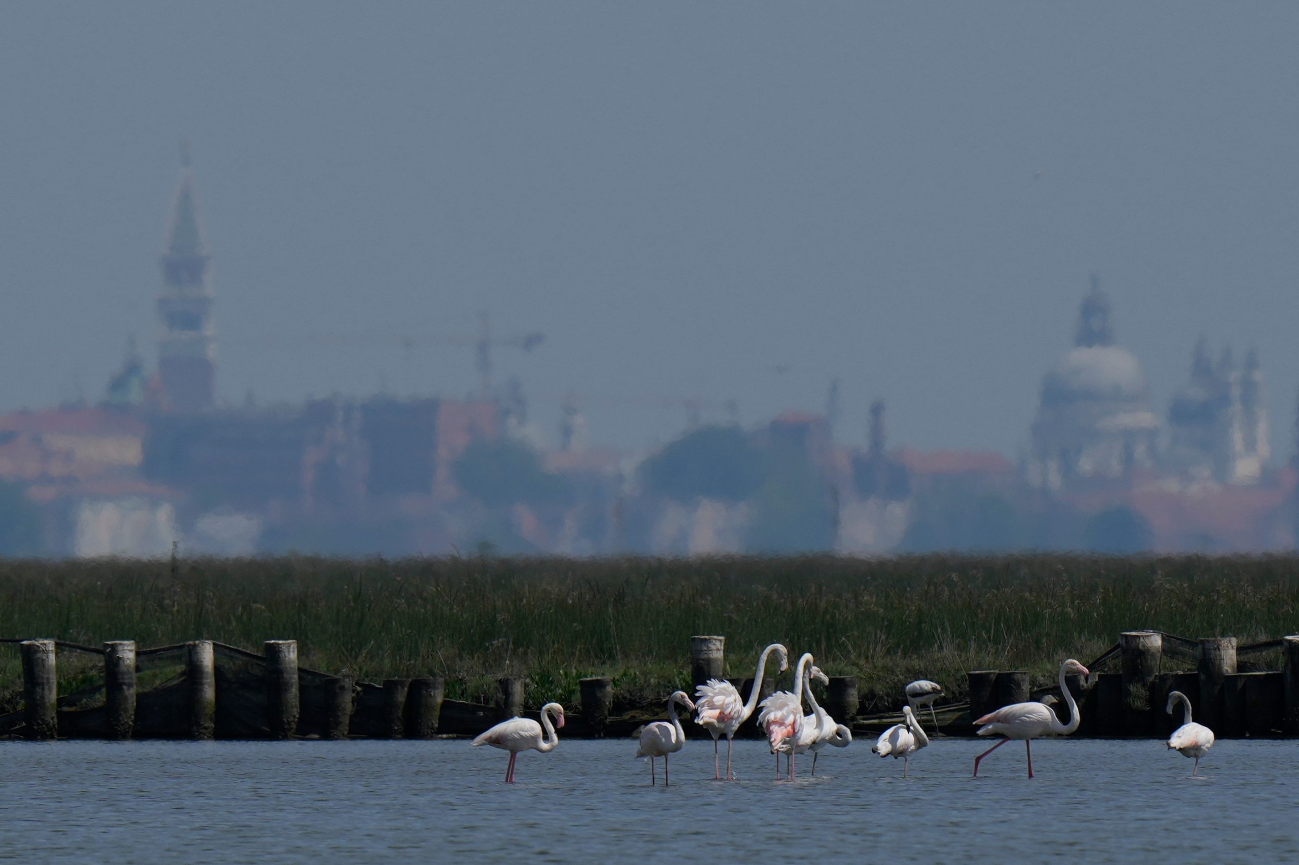 Venice’s Blush Brigade: Flamingos Signal a Fleeting Victory in a Sinking City Venice’s Blush Brigade: Flamingos Signal a Fleeting Victory in a Sinking City
