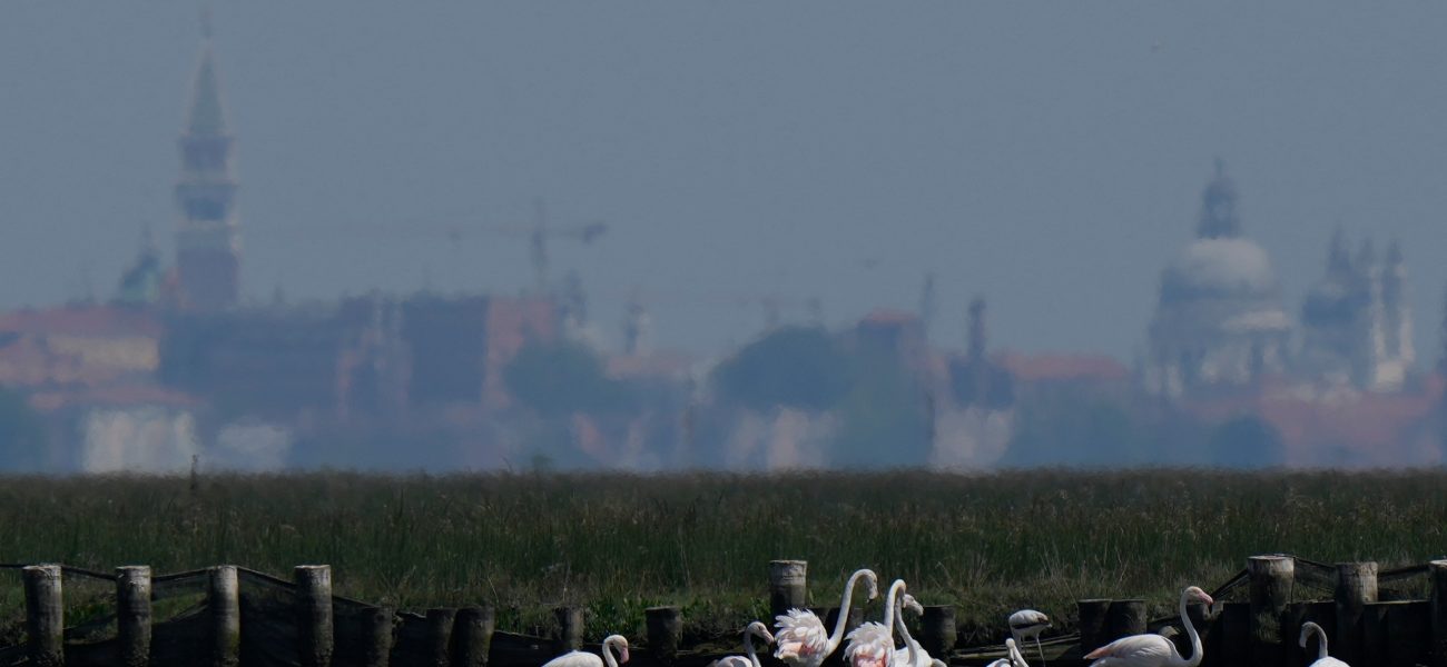 Venice’s Rosy Paradox: Pink Flamingos Flourish, Masking Deeper Lagoon Realities Venice’s Rosy Paradox: Pink Flamingos Flourish, Masking Deeper Lagoon Realities