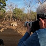 Endgame in Gir: Lensman’s Grueling Pursuit of India’s Fading Monarchs