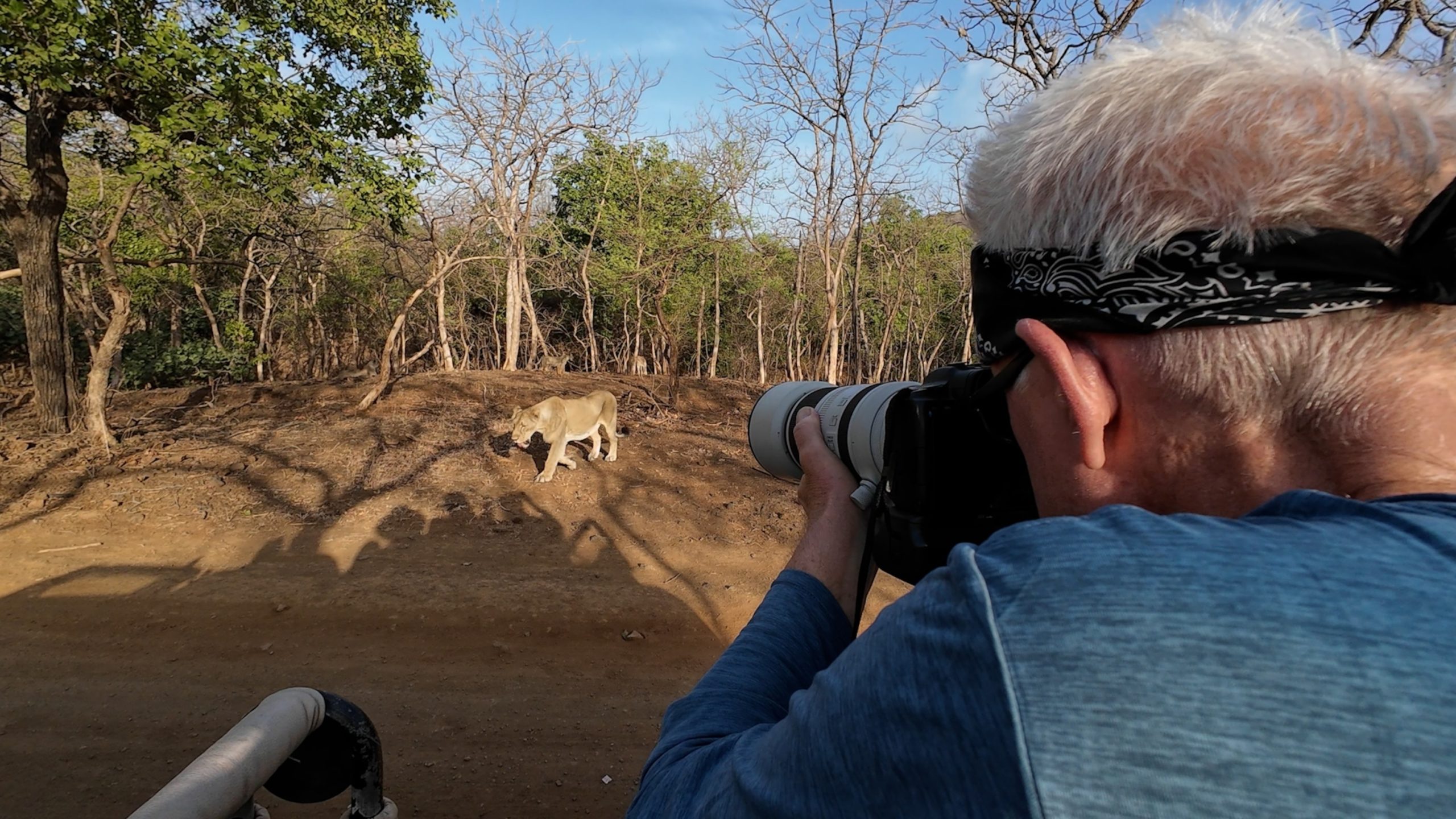 Endgame in Gir: Lensman’s Grueling Pursuit of India’s Fading Monarchs Endgame in Gir: Lensman’s Grueling Pursuit of India’s Fading Monarchs