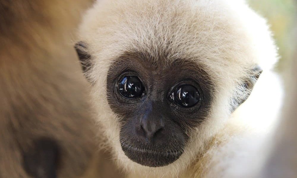 A Pocketful of Peril: How an Exotic Pet Fetish Fuels a Shadow Economy, Threatening Global Health and Regional Security A Pocketful of Peril: How an Exotic Pet Fetish Fuels a Shadow Economy, Threatening Global Health and Regional Security