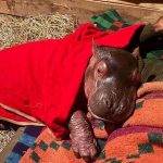 Kenya’s Lone Hippo Calf: A Microcosm of Africa’s Broader Conservation Calculus Kenya’s Lone Hippo Calf: A Microcosm of Africa’s Broader Conservation Calculus