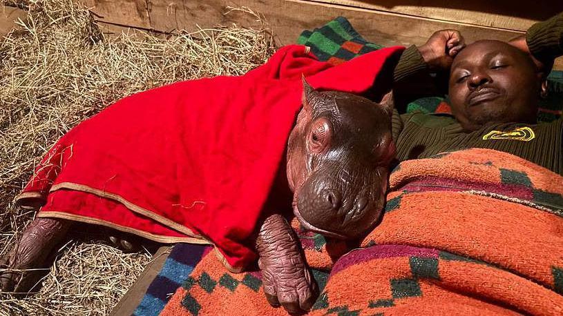Kenya’s Lone Hippo Calf: A Microcosm of Africa’s Broader Conservation Calculus Kenya’s Lone Hippo Calf: A Microcosm of Africa’s Broader Conservation Calculus