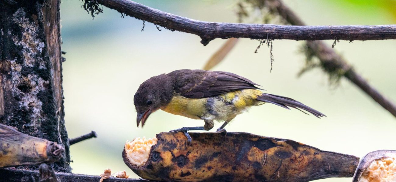 Colombia’s Feathered Frontier: Avian Riches, Post-Conflict Policy, and the Perils of Prosperity Colombia’s Feathered Frontier: Avian Riches, Post-Conflict Policy, and the Perils of Prosperity