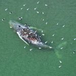 North Sea’s Bleak Warning: Europe’s Whale Carcass Echoes Global Environmental Reckoning North Sea’s Bleak Warning: Europe’s Whale Carcass Echoes Global Environmental Reckoning