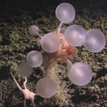 Deep Sea’s Chilling Revelations: Ghost Sharks, Death Balls, and Humanity’s Blind Spots Deep Sea’s Chilling Revelations: Ghost Sharks, Death Balls, and Humanity’s Blind Spots