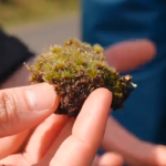 Ecological Enigma: A Fungus Rises as the Unlikely Champion Against Nature’s Green Scourge Ecological Enigma: A Fungus Rises as the Unlikely Champion Against Nature’s Green Scourge