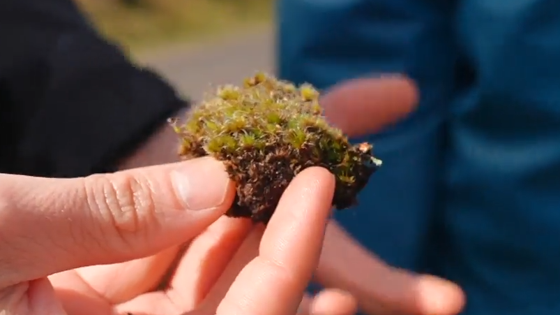 Ecological Enigma: A Fungus Rises as the Unlikely Champion Against Nature’s Green Scourge Ecological Enigma: A Fungus Rises as the Unlikely Champion Against Nature’s Green Scourge