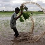 From Paddy to Profit: Amazon’s Carbon Play in India—Who Reaps the Harvest?