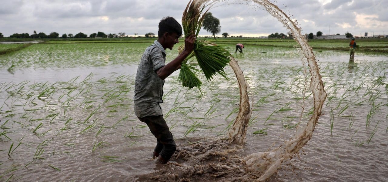 Golden Grains, Greener Promises: Amazon’s Carbon Deal Reimagines India’s Rice Fields Golden Grains, Greener Promises: Amazon’s Carbon Deal Reimagines India’s Rice Fields