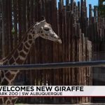 Hoof-Mark Diplomacy: The Strategic Relocation of a ‘Biological Asset’ to New Mexico Hoof-Mark Diplomacy: The Strategic Relocation of a ‘Biological Asset’ to New Mexico
