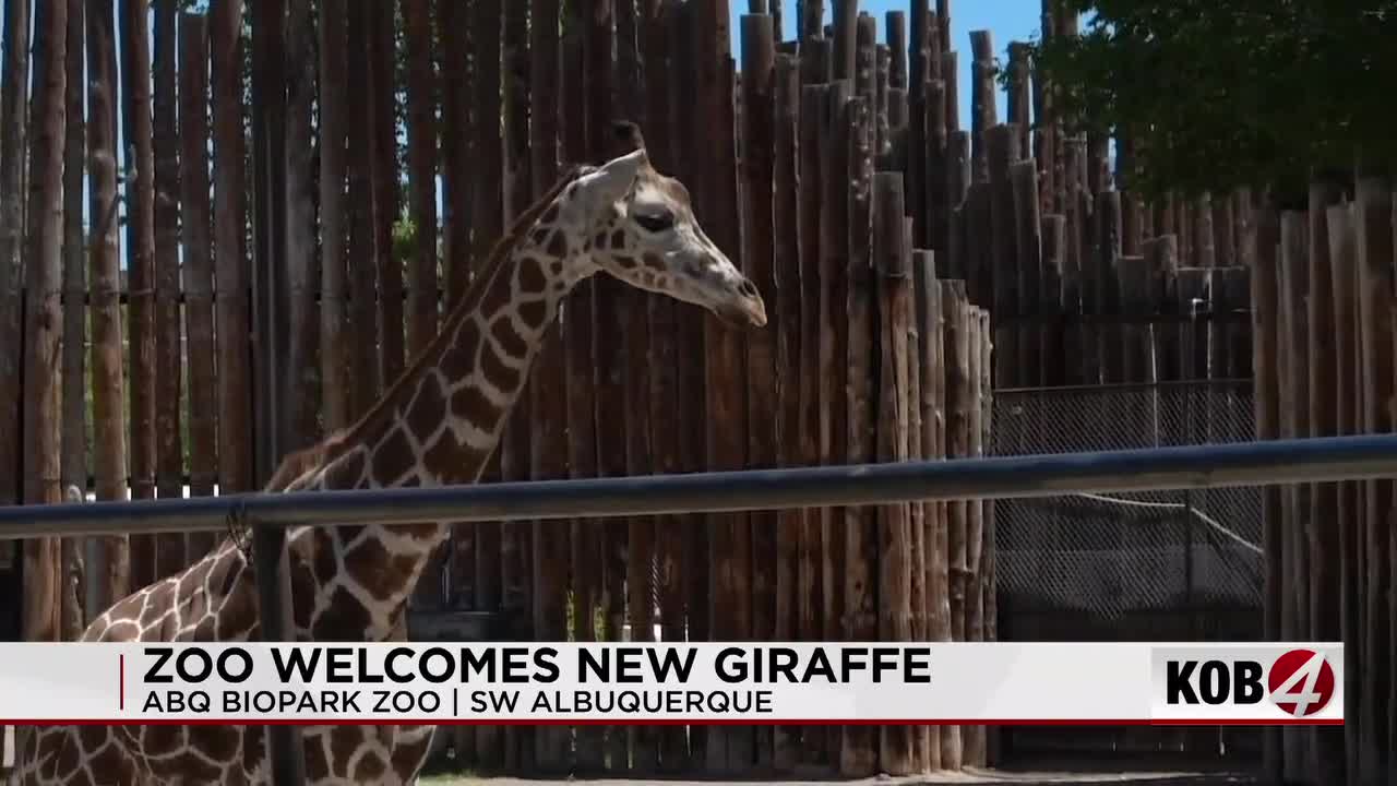 Hoof-Mark Diplomacy: The Strategic Relocation of a ‘Biological Asset’ to New Mexico