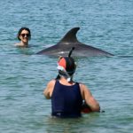 The Perilous Charms of a Wild Dolphin: A French Coastal Enigma