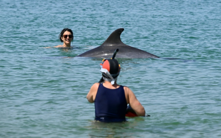 The Perilous Charms of a Wild Dolphin: A French Coastal Enigma The Perilous Charms of a Wild Dolphin: A French Coastal Enigma