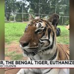 The Fading Roar: Clovis’s Bengal Tiger and the Unseen Costs of Conservation The Fading Roar: Clovis’s Bengal Tiger and the Unseen Costs of Conservation