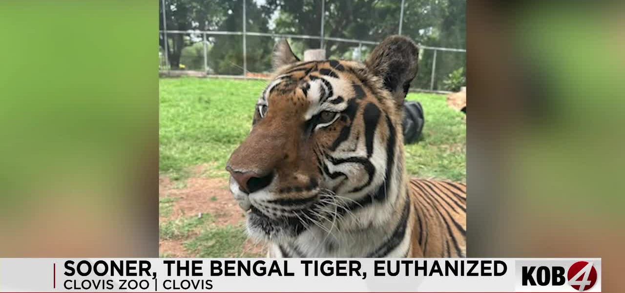 End of an Era: Clovis Zoo Grapples with Loss, Wild Echoes Fade for Captive King