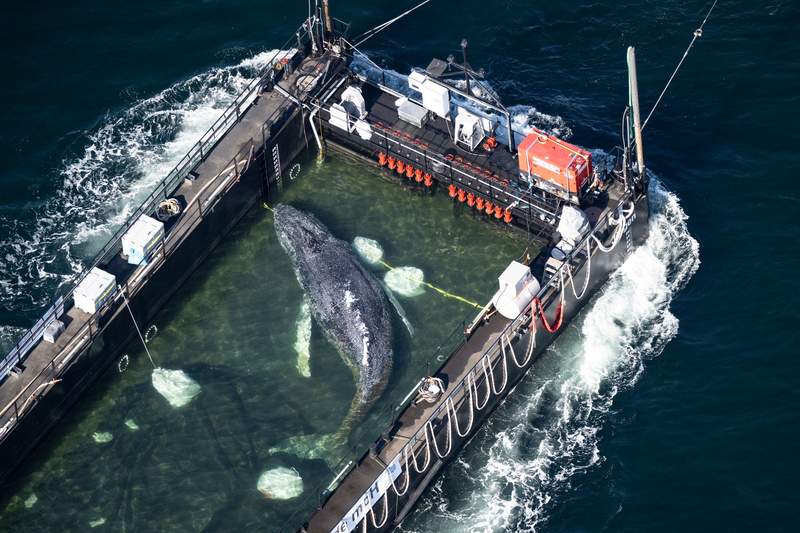 The Cost of Compassion: A Humpback’s Release and the Quandary of Conservation Policy