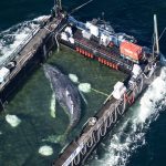 The Perilous Freedom: Timmy the Humpback’s Odyssey Exposes Fractured Ocean Policy The Perilous Freedom: Timmy the Humpback’s Odyssey Exposes Fractured Ocean Policy