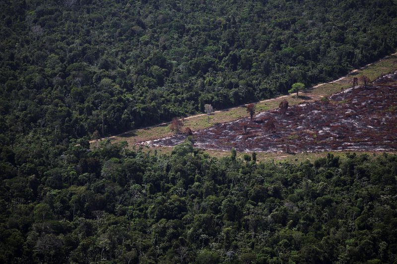Greenwashing or Greenlight? Brazil Stalls Deforestation Loan Ban Amidst Amazon Crunch Greenwashing or Greenlight? Brazil Stalls Deforestation Loan Ban Amidst Amazon Crunch