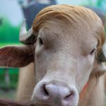 Blond Bovine’s Reprieve: When Public Outcry Trumps Ancient Rituals in Bangladesh