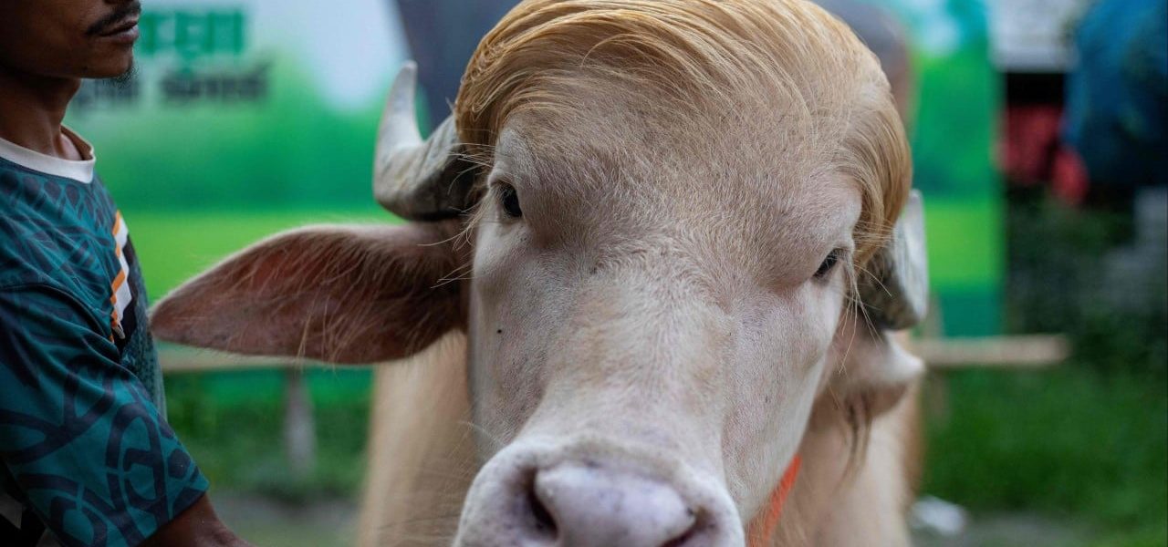 From Sacred Slab to Celebrity Stroll: How a ‘Trump’ Buffalo Shook up Bangladesh From Sacred Slab to Celebrity Stroll: How a ‘Trump’ Buffalo Shook up Bangladesh