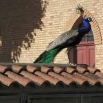 Feathers and Fury: Italy’s Peacock Predicament Pits Paradise Against Pragmatism Feathers and Fury: Italy’s Peacock Predicament Pits Paradise Against Pragmatism