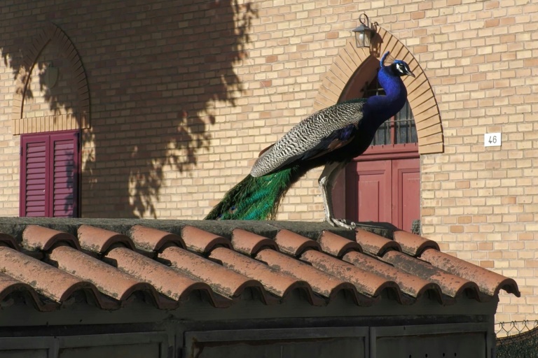 Feathers and Fury: Italy’s Peacock Predicament Pits Paradise Against Pragmatism Feathers and Fury: Italy’s Peacock Predicament Pits Paradise Against Pragmatism