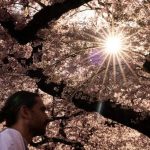 Concrete Jungles, Verdant Havens: A Global Heat Divide Unveiled by Urban Trees Concrete Jungles, Verdant Havens: A Global Heat Divide Unveiled by Urban Trees