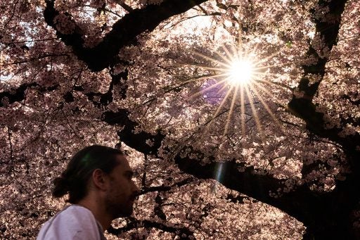 Concrete Jungles, Verdant Havens: A Global Heat Divide Unveiled by Urban Trees