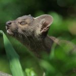 Madagascar’s Cryptic Apex Predator: The Fossa’s Enigma Unmasks Global Policy Blind Spots Madagascar’s Cryptic Apex Predator: The Fossa’s Enigma Unmasks Global Policy Blind Spots
