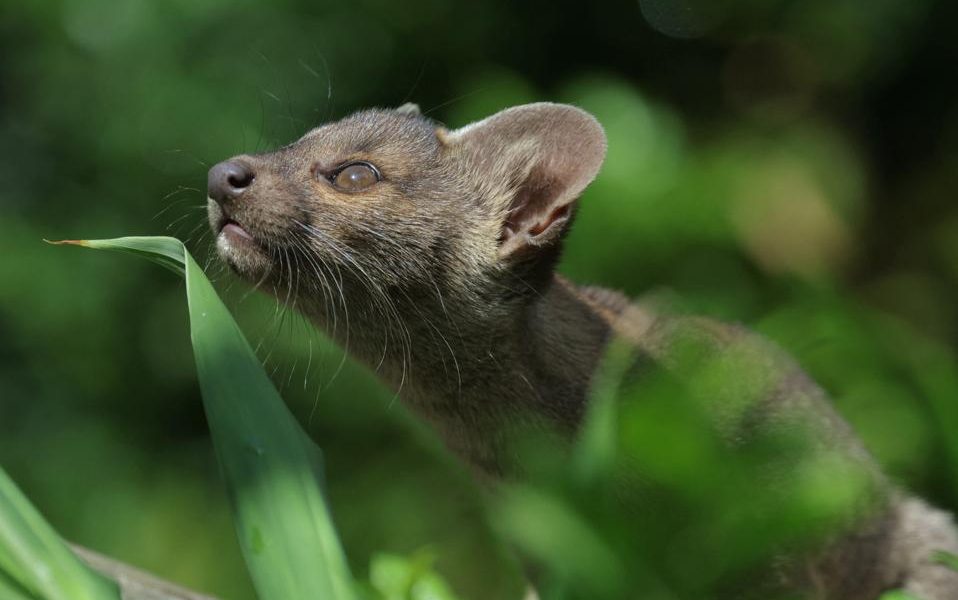Madagascar’s Cryptic Apex Predator: The Fossa’s Enigma Unmasks Global Policy Blind Spots Madagascar’s Cryptic Apex Predator: The Fossa’s Enigma Unmasks Global Policy Blind Spots