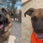 The Silent Metrics of Societal Strain: What an Unadopted Boxer Mix Says About Public Policy The Silent Metrics of Societal Strain: What an Unadopted Boxer Mix Says About Public Policy