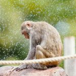 Teutonic Troubles: Germany’s Great Ape Escape Exposes Fragile Order