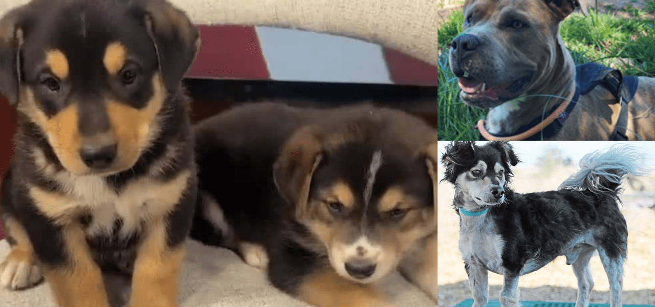 Behind the Bared Fangs: Albuquerque’s Animal Shelters Grapple with Societal Strain Behind the Bared Fangs: Albuquerque’s Animal Shelters Grapple with Societal Strain