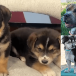 Behind the Bared Fangs: Albuquerque’s Animal Shelters Grapple with Societal Strain Behind the Bared Fangs: Albuquerque’s Animal Shelters Grapple with Societal Strain