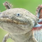From Urban Sprawl, a Feathered Serpent’s Kin Stirs Modern Policy Debates From Urban Sprawl, a Feathered Serpent’s Kin Stirs Modern Policy Debates