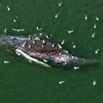 The Whale That Swallowed Germany’s Attention: ‘Timmy’s’ Demise & Europe’s Curious Gaze The Whale That Swallowed Germany’s Attention: ‘Timmy’s’ Demise & Europe’s Curious Gaze