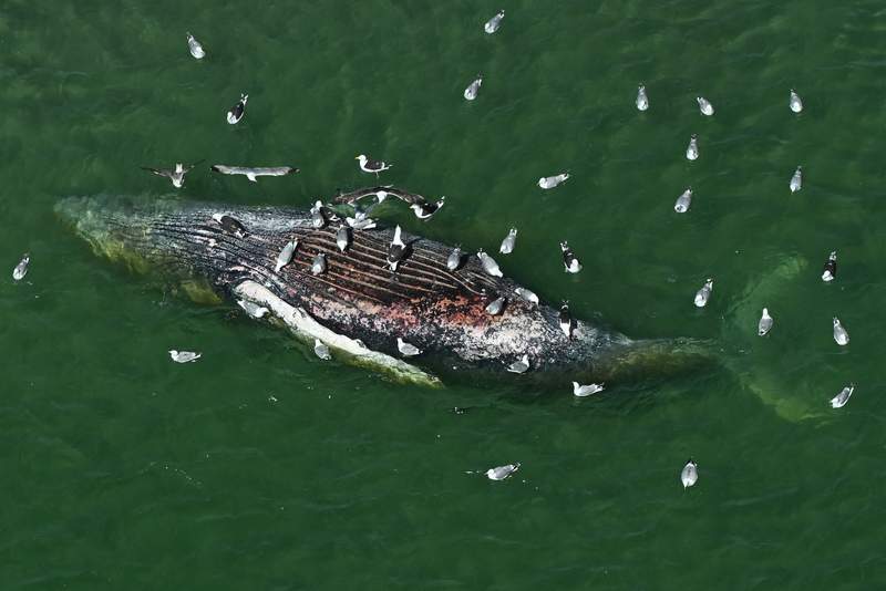 The Whale That Swallowed Germany’s Attention: ‘Timmy’s’ Demise & Europe’s Curious Gaze The Whale That Swallowed Germany’s Attention: ‘Timmy’s’ Demise & Europe’s Curious Gaze