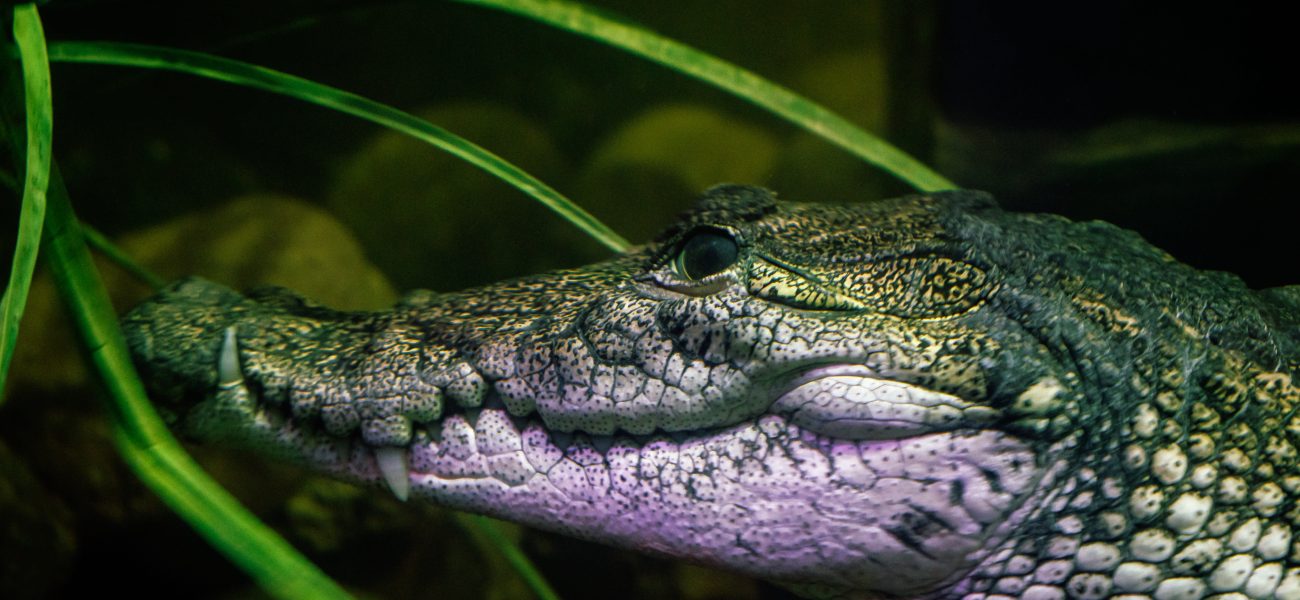 Paradise’s Peril: Tulum’s Reptilian Rebuke and Tourism’s Shifting Sands Paradise’s Peril: Tulum’s Reptilian Rebuke and Tourism’s Shifting Sands