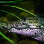 Paradise’s Peril: Tulum’s Reptilian Rebuke and Tourism’s Shifting Sands Paradise’s Peril: Tulum’s Reptilian Rebuke and Tourism’s Shifting Sands